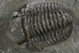 Detailed Proetid (Gerastos) Trilobite Fossil - Morocco #325836-1